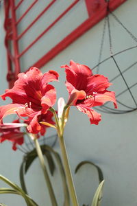 Close-up of red flowering plant