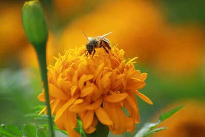 Close-up of bee pollinating on yellow flower