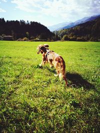 Dog on field against sky