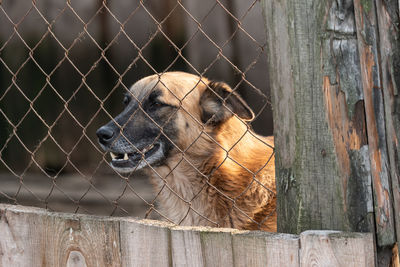 Dog looking away in zoo