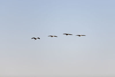 Low angle view of birds flying in the sky