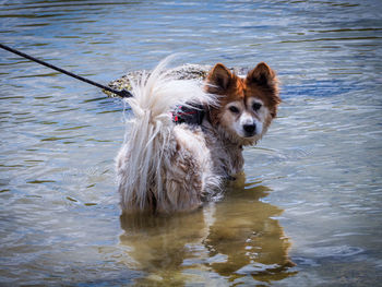 Portrait of dog standing in lake
