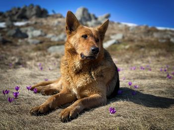 Portrait of german shepherd dog in the mountains sitting near blooming crocuses