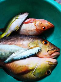 High angle view of fish in sea