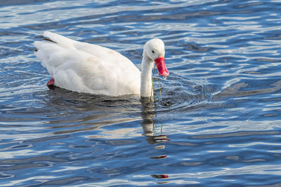 Swan swimming in lake