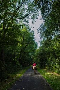 Rear view of young woman riding horse on road amidst trees
