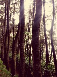 Trees in forest