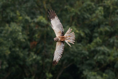 View of bird flying against blurred background