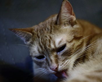 Close-up portrait of cat