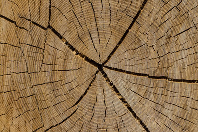 Full frame shot of tree stump
