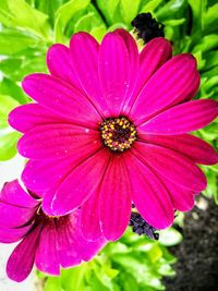 Close-up of pink flower blooming outdoors