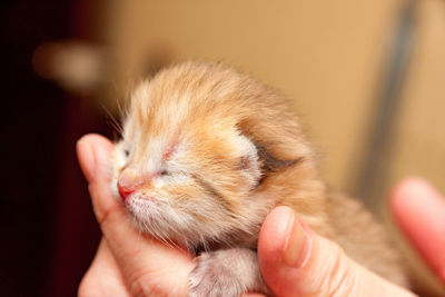 The head of a small newborn golden kitten