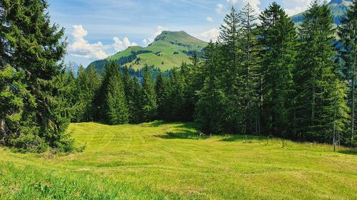 Forest glade in the mountains