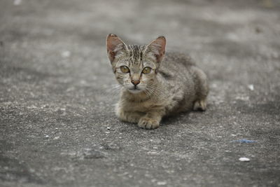 Portrait of cat sitting on road