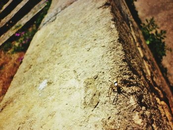 High angle view of ant on wood