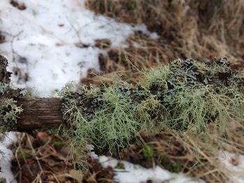 Close-up of snow on land