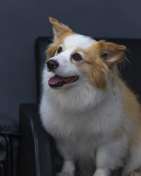 Close-up of dog looking away