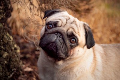 Close-up portrait of a dog