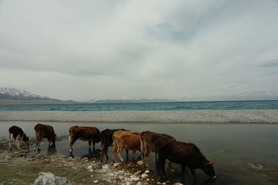 Horses on beach against sky