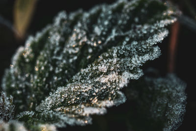 frost