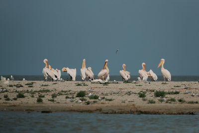 Flock of birds on beach against clear sky