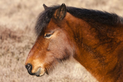 Close-up of horse on field