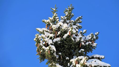 Low angle view of white flowers against clear blue sky