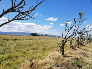 Scenic view of agricultural field against sky
