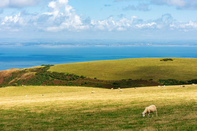 Sheep grazing on field against sky