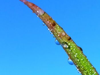 Close-up of water drops on blade of plant against clear blue sky