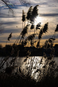 Silhouette trees by lake against sky during sunset