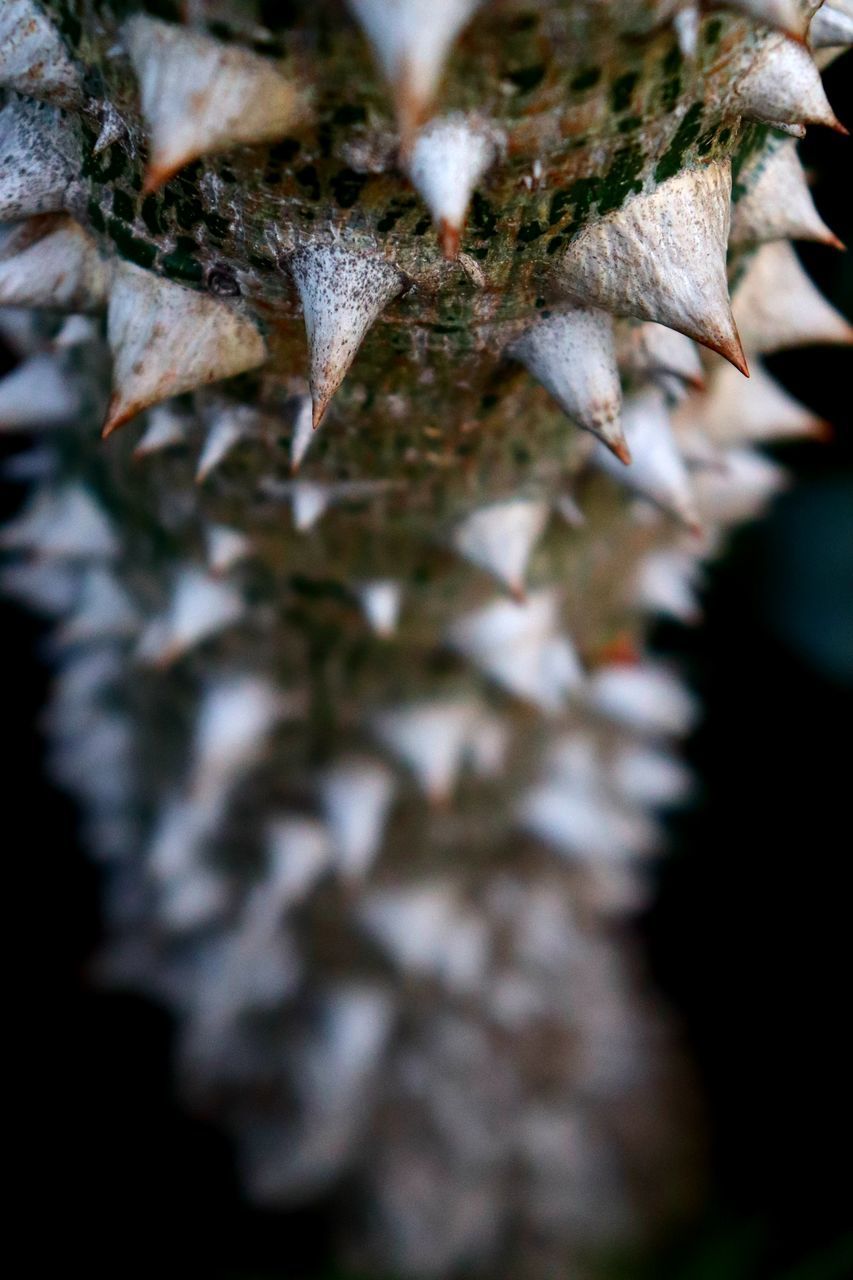 CLOSE-UP OF LEAVES ON TREE TRUNK