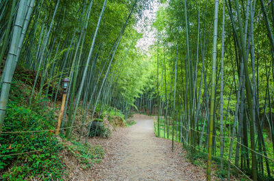 Footpath amidst trees in forest