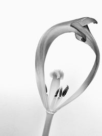 Close-up of flower over white background