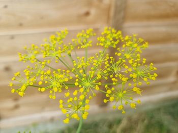 Close-up of yellow flowering plant