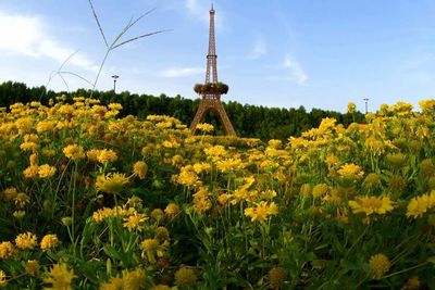 Yellow flowers blooming on field against sky