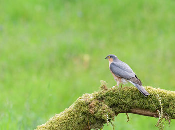 Sparrowhawk, accipiter nisus, on a lichen and moss covered log, in a woodland setting