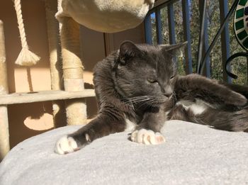 Portrait of a cat resting on seat