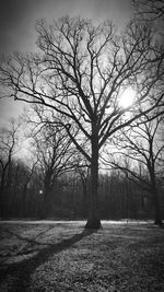 Bare trees on field