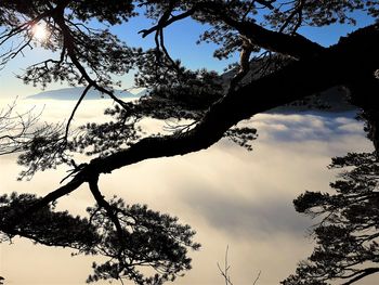 Low angle view of silhouette tree against sky