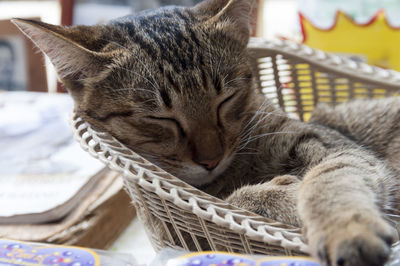 Close-up of cat resting