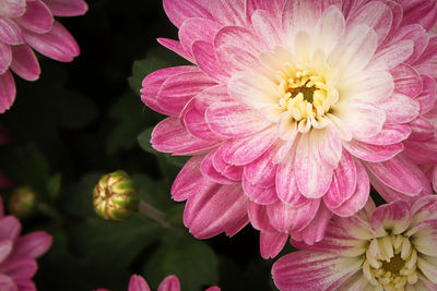 Close-up of pink dahlia