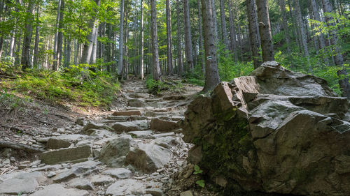 Rocky footpath in forest