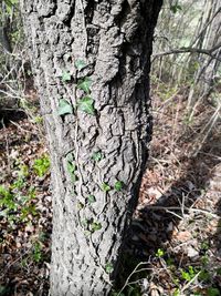 Close-up of tree trunk on field