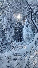 Snow covered trees in winter