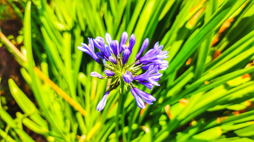 Close-up of purple crocus flowers