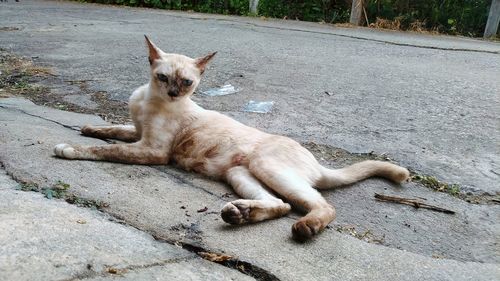 Cat resting on footpath