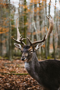 Close-up of stag in forest