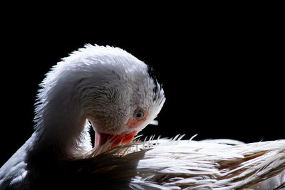 Close-up of swan swimming in water