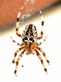 Close-up of spider and web against blurred background